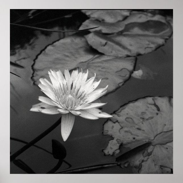 Poster Nénuphar en fleurs (Devant)