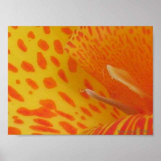 Poster nénuphar tacheté (Devant)