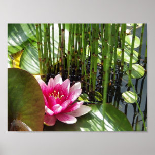 Poster Nénuphar Zen 27.94x21.59cm