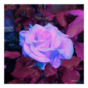 Poster Neon Rose 20" x 20"