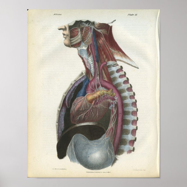 Poster Nerfs de l'anatomie thoracique Imprimer (Devant)