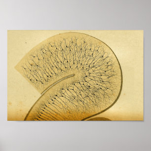 Poster Nerfs de système nerveux central du cru 1886