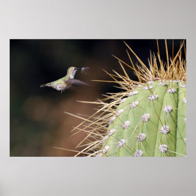 Poster Nest Maker (Devant)