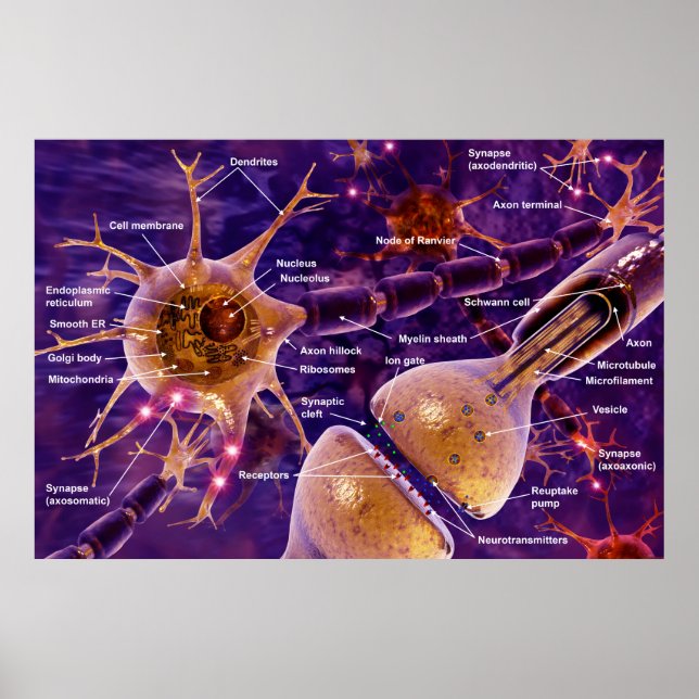 Poster neurones moteurs (Devant)