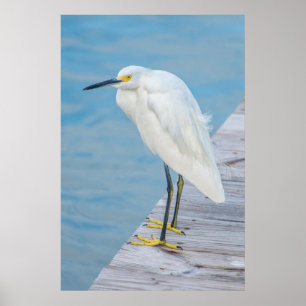 Poster New Smyrna Beach, Aigrette neigeuse sur quai