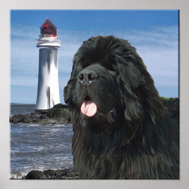 Poster Newfoundland Dog Portrait (Devant)