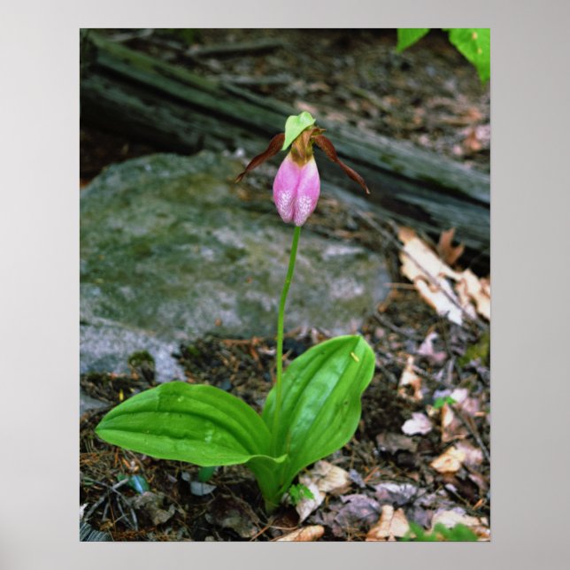 Poster NH Pink Lady Slipper (Cypridedium Acaule) 16x20 (Devant)