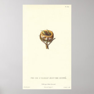 Poster Nid adorable de colibris crêponnés - Joli!