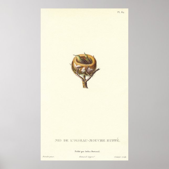 Poster Nid adorable de colibris crêponnés - Joli! (Devant)