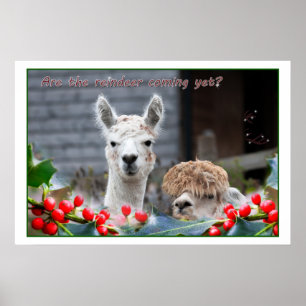Poster Noël d'Alpaca
