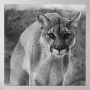 Poster noir & blanc Cougar
