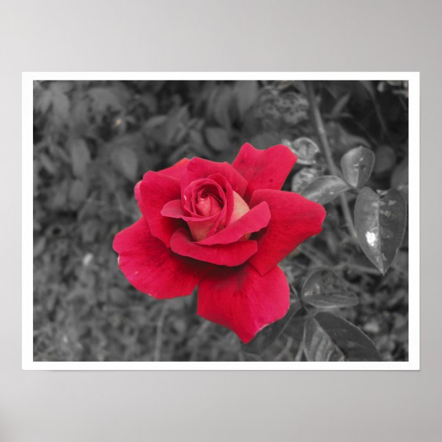 Poster noir blanc rouge rose (Devant)