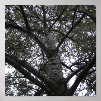 Poster Noir et blanc