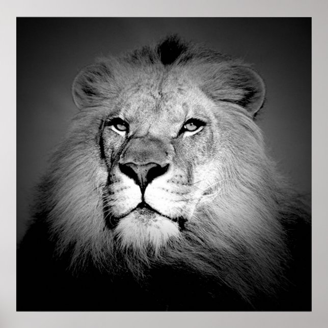 Poster noir et blanc / BW Lion Imprimer - Face de  (Devant)