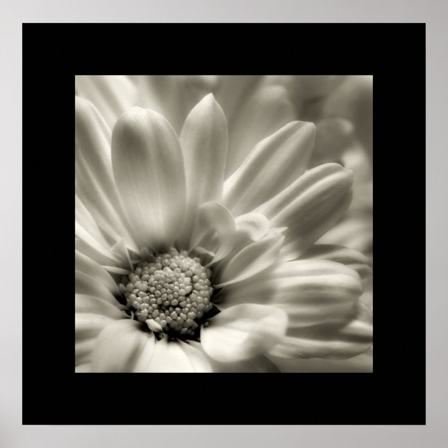 Poster noir et blanc Daisy (Devant)