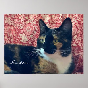 Chat Noir Et Blanc Posters Affiches Zazzle