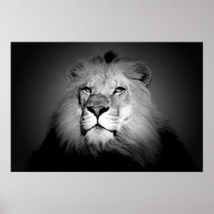 Poster noir et blanc Lion Imprimer