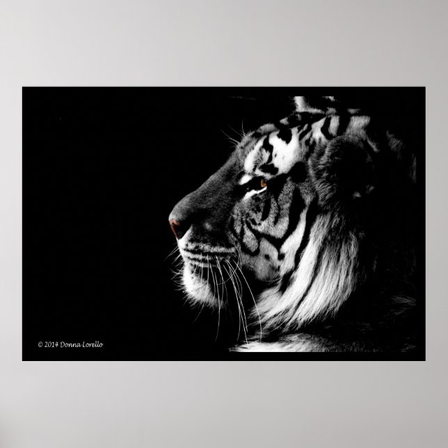 Poster noir et blanc Tiger (Devant)