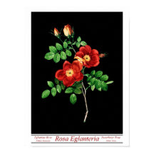 Poster noir Rosa Eglanteria