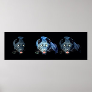 Poster noir sauvage Jaguar Cat Eyes Blue Tones