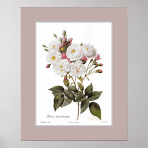 Poster Noisettiana de Rosa, frontière douanière