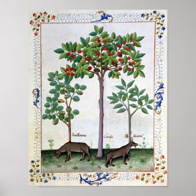 Poster Noisier Bush et cerisier (Devant)