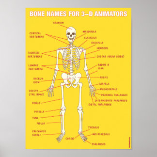 Poster Noms des os pour les animateurs 3D