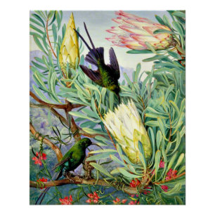 Poster Nord - Fleurs de miel et suceurs de miel