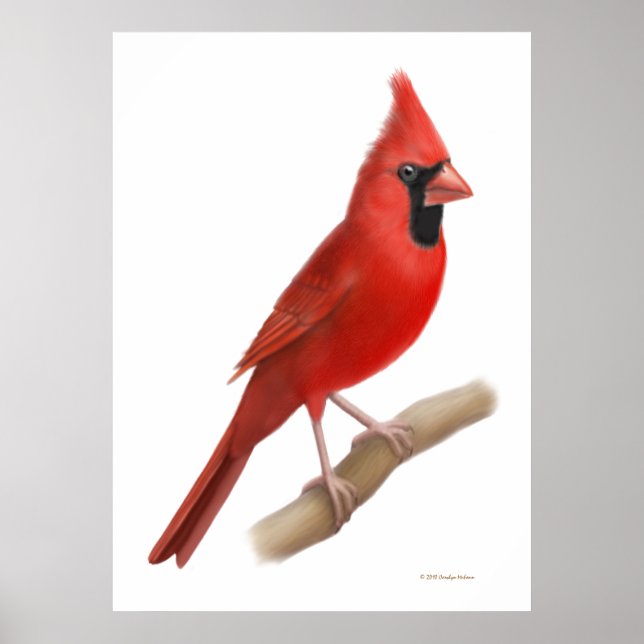 Poster Northern Cardinal Red Bird Print (Devant)