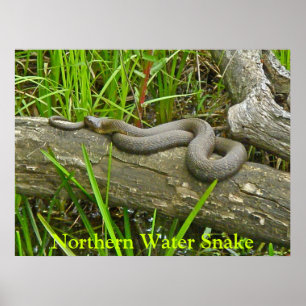 Poster Northern Water Snake Basking on Log Multiple Items