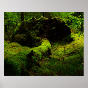 Poster Norvège dans le bois
