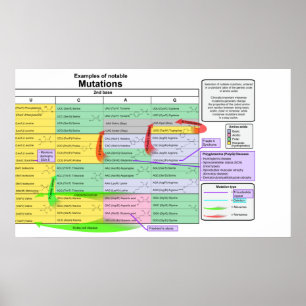 Poster Notable Mutations by Genetic Code of Amino Acids