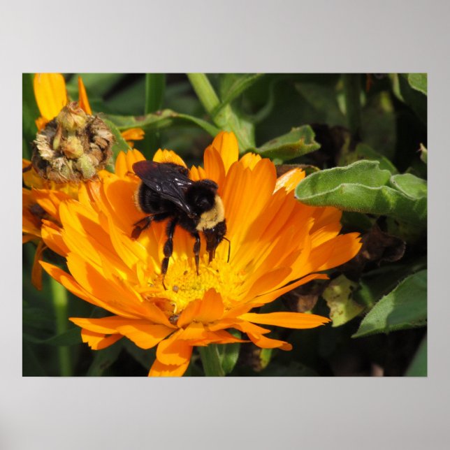 Poster - Nourriture à Calendula (Devant)