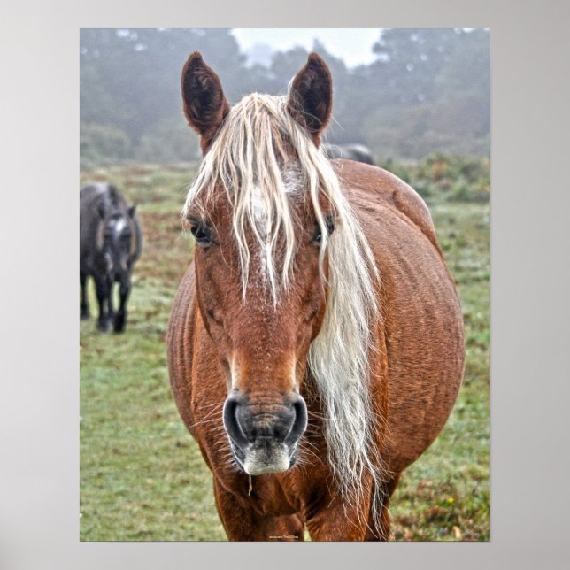 Poster Nouvelle Forêt sauvage rare Palomino Pony Angleter (Devant)