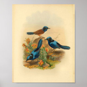 Poster Nouvelle-Guinée Todopsis Wren Blue Bird Imprimer V