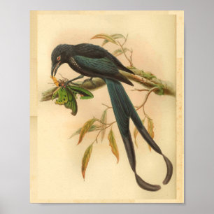 Poster Nouvelle Irlande Drongo Blue Vintage Chat Bird Imp