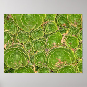 Poster Nouvelle-Zélande, île du Sud. Succulent.