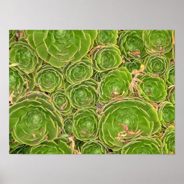 Poster Nouvelle-Zélande, île du Sud. Succulent. (Devant)