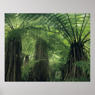 Poster Nouvelle-Zélande, vallée de Haast, Westland, arbre