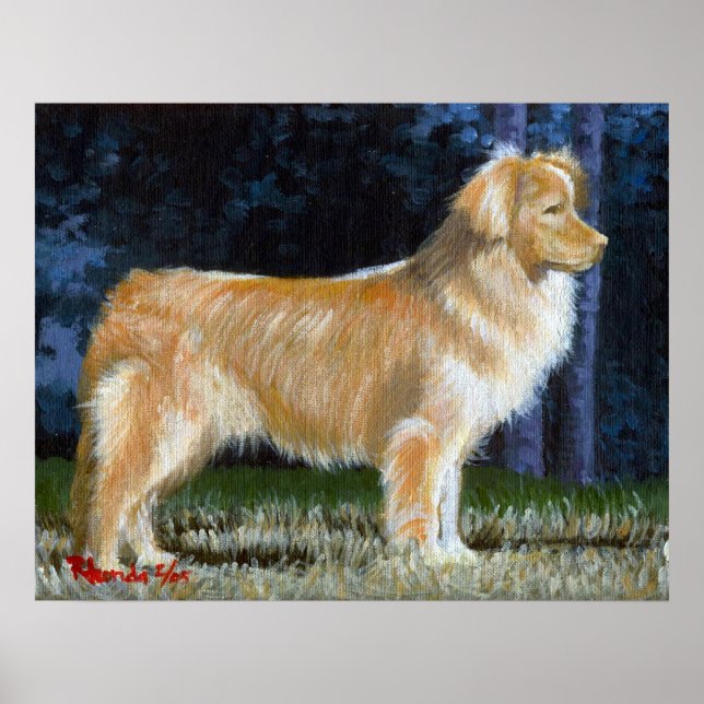 Poster Nova Scotia Duck Tolling Retriever Dog Portrait (Devant)