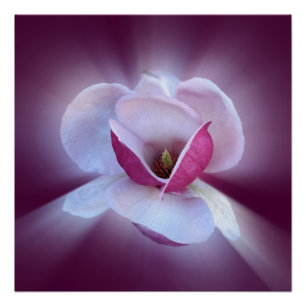Poster nuances de magnolia rose