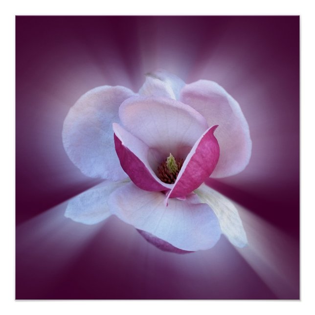 Poster nuances de magnolia rose (Devant)