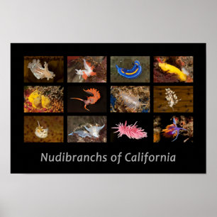 Poster Nudibranchs de Californie
