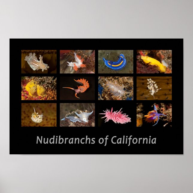 Poster Nudibranchs de Californie (Devant)