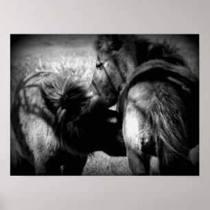 Poster Nursing Filly