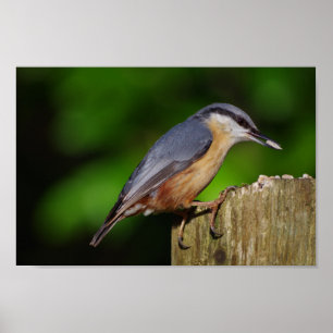 Poster Nuthatch