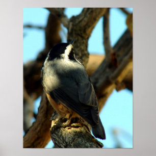 Poster Nuthatch 10/28/07