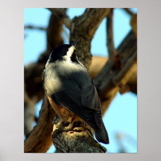 Poster Nuthatch 10/28/07 (Devant)