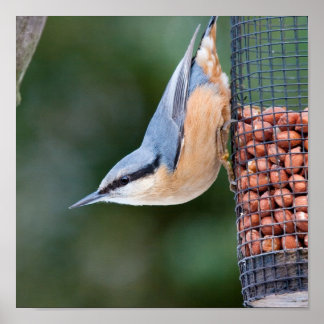 Poster Nuthatch sur le chargeur