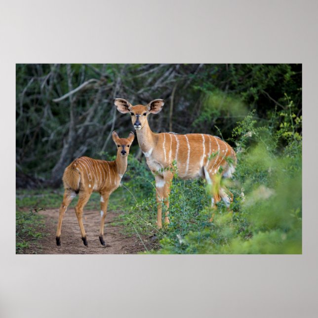 Poster Nyala (Tragelaphus Angazii) Avec Young, Ndumo (Devant)